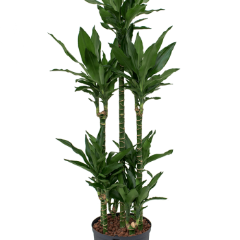 Dracaena fragrans 'Janet Lind' Dracaena fragrans 'Janet Lind'