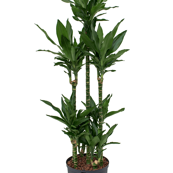 Dracaena fragrans 'Janet Lind'