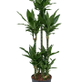 Dracaena fragrans 'Janet Lind'