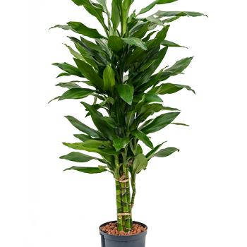 Dracaena fragrans 'Janet Lind' Dracaena fragrans 'Janet Lind'