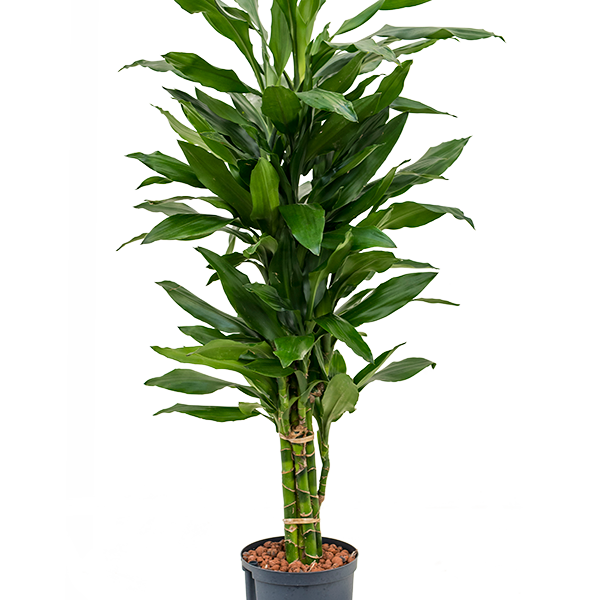 Dracaena fragrans 'Janet Lind'