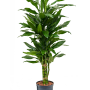 Dracaena fragrans 'Janet Lind'
