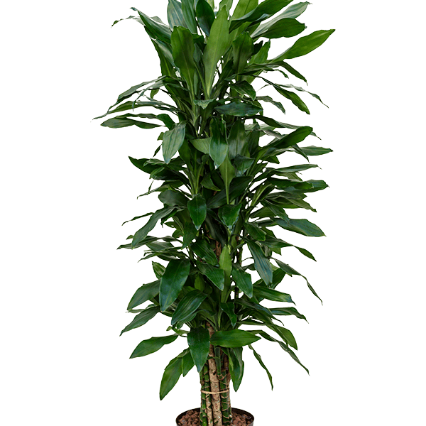 Dracaena fragrans 'Janet Lind'