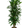 Dracaena fragrans 'Janet Lind'
