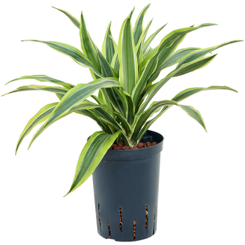Dracaena fragrans 'Lemon Lime'