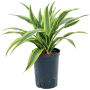 Dracaena fragrans 'Lemon Lime'