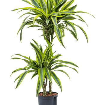 Dracaena fragrans 'Lemon Lime'