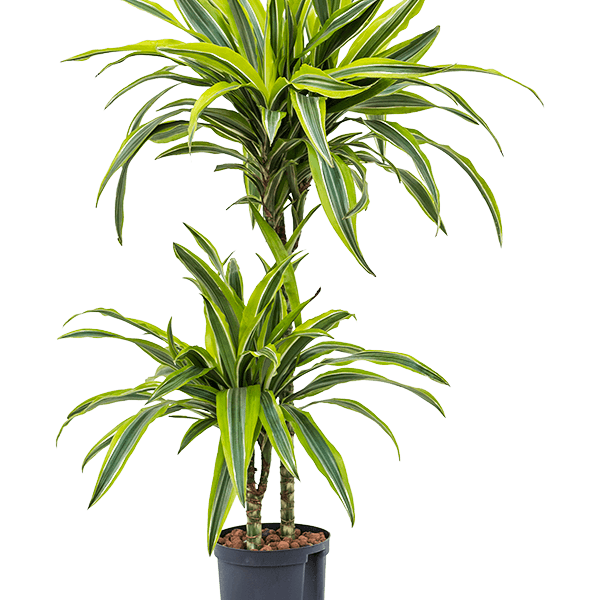 Dracaena fragrans 'Lemon Lime'