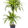 Dracaena fragrans 'Lemon Lime'