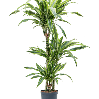Dracaena fragrans 'Lemon Lime'