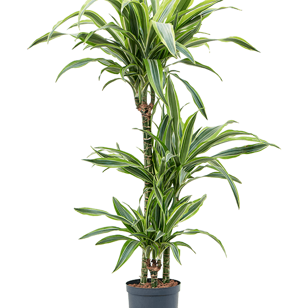 Dracaena fragrans 'Lemon Lime'