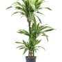 Dracaena fragrans 'Lemon Lime'