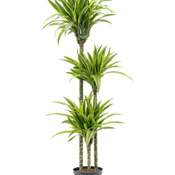 Dracaena fragrans 'Lemon Lime'