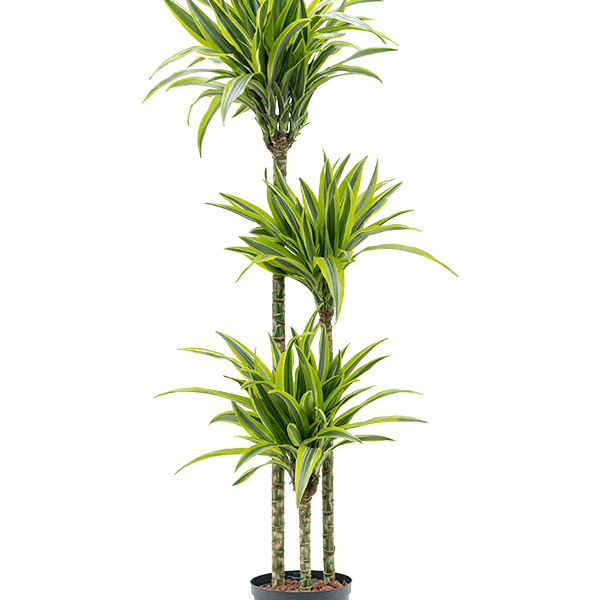 Dracaena fragrans 'Lemon Lime'