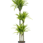 Dracaena fragrans 'Lemon Lime'