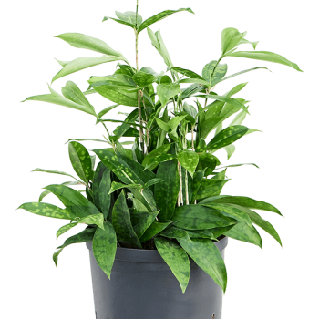 Dracaena surculosa