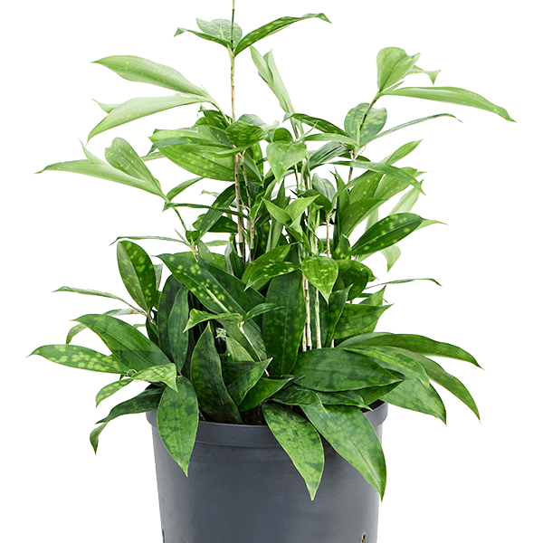 Dracaena surculosa