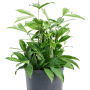 Dracaena surculosa