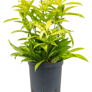 Dracaena surculosa 'Mike'