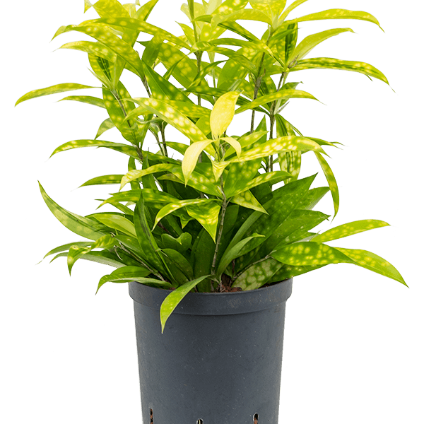 Dracaena surculosa 'Mike'