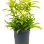 Dracaena surculosa 'Mike'