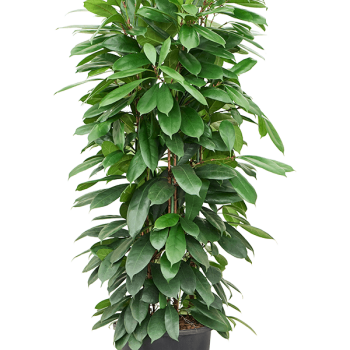 Ficus cyathistipula Ficus cyathistipula