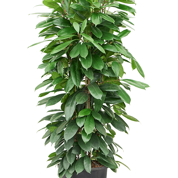 Ficus cyathistipula
