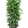 Ficus cyathistipula