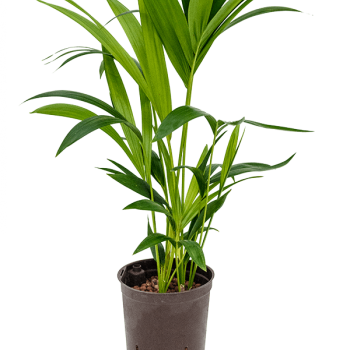 Kentia (Howea) forsteriana Kentia (Howea) forsteriana