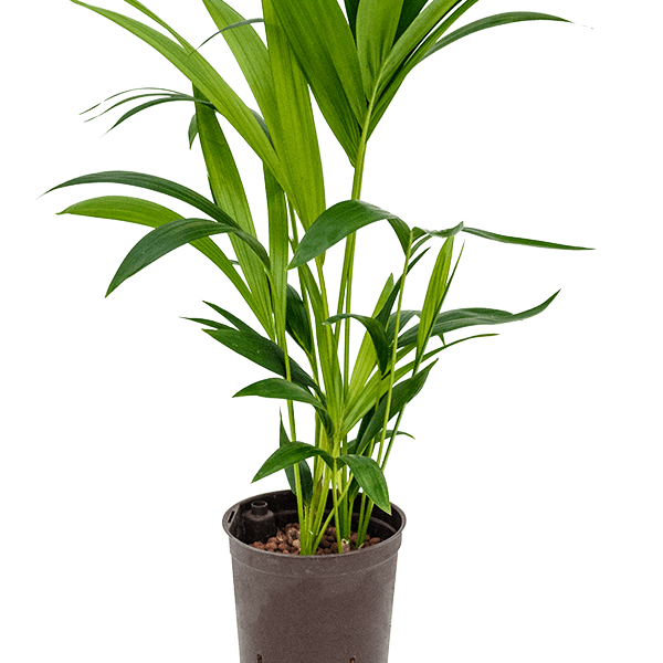Kentia (Howea) forsteriana