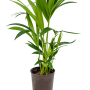 Kentia (Howea) forsteriana