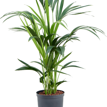 Kentia (Howea) forsteriana Kentia (Howea) forsteriana