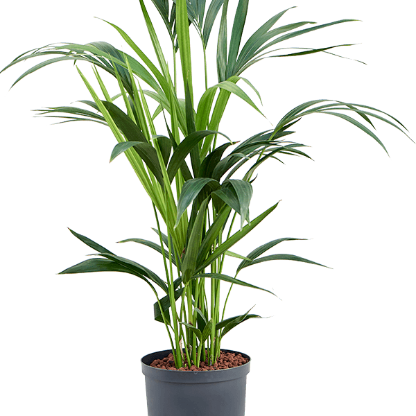 Kentia (Howea) forsteriana