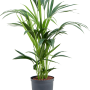 Kentia (Howea) forsteriana