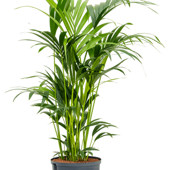 Kentia (Howea) forsteriana Kentia (Howea) forsteriana