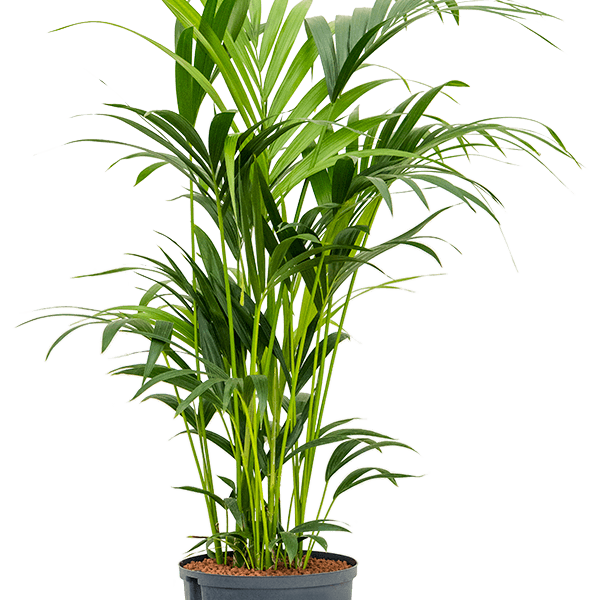 Kentia (Howea) forsteriana