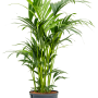 Kentia (Howea) forsteriana