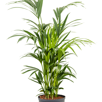 Kentia (Howea) forsteriana Kentia (Howea) forsteriana