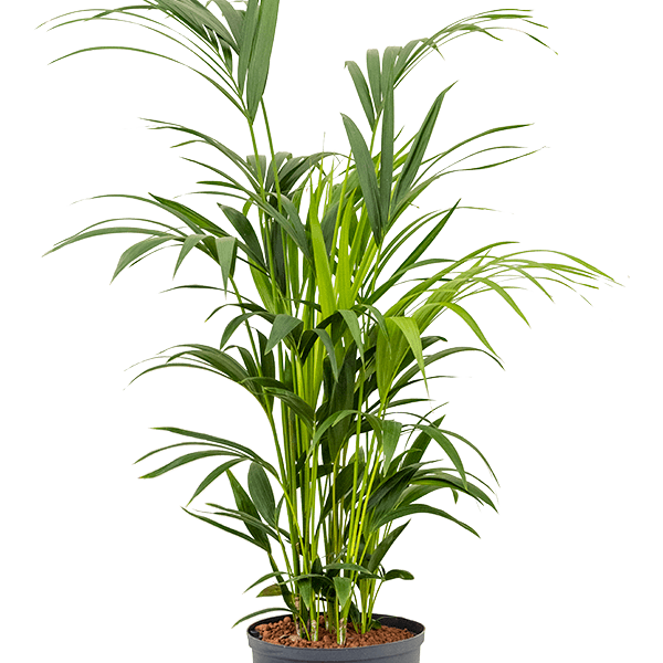 Kentia (Howea) forsteriana