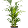Kentia (Howea) forsteriana