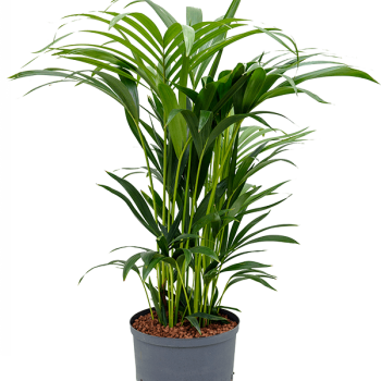 Kentia (Howea) forsteriana Kentia (Howea) forsteriana