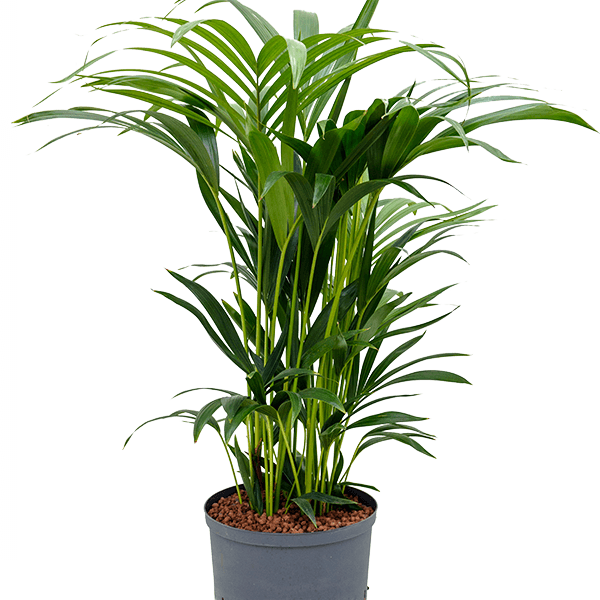Kentia (Howea) forsteriana