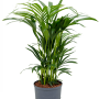 Kentia (Howea) forsteriana