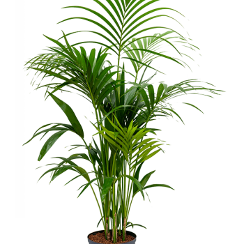 Kentia (Howea) forsteriana Kentia (Howea) forsteriana