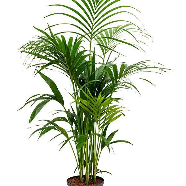 Kentia (Howea) forsteriana