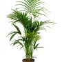 Kentia (Howea) forsteriana