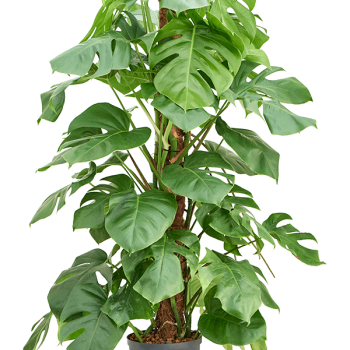 Monstera deliciosa Monstera deliciosa