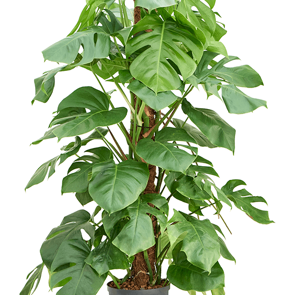 Monstera deliciosa