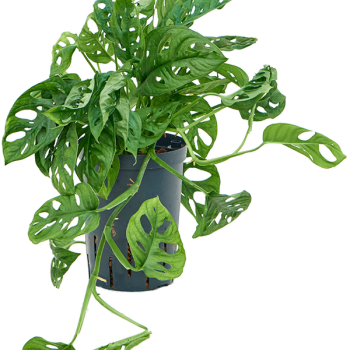 Monstera obliqua