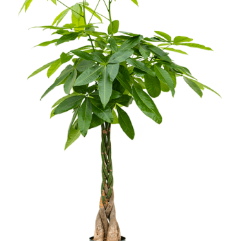 Pachira aquatica Pachira aquatica